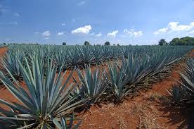 Patron tequila | Agave