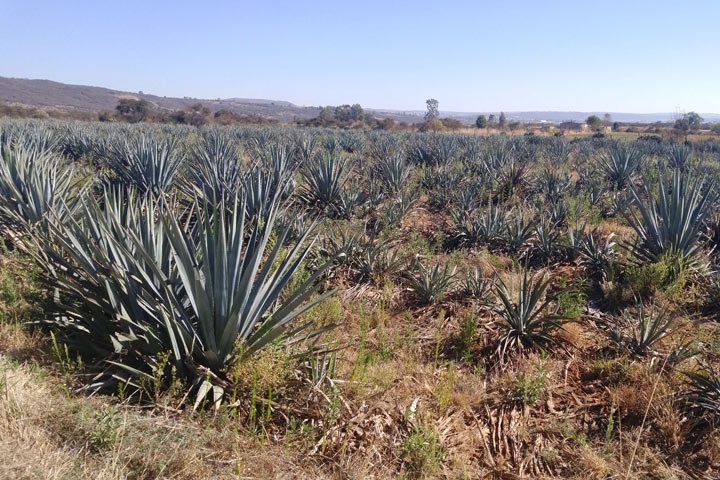 Tequila | Blue Weber Agave